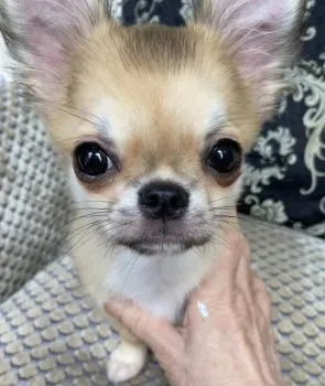 K.K 様のお迎えした子犬