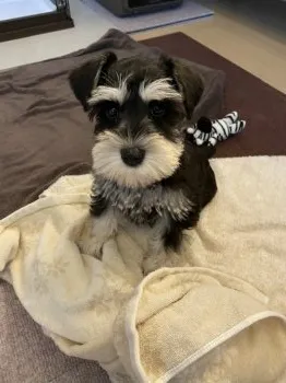 ゆう 様のお迎えした子犬