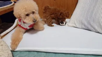 しっぽ 様のお迎えした子犬