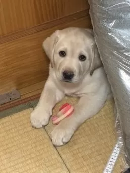 マキ 様のお迎えした子犬