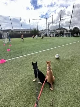 S.Ｉ 様のお迎えした子犬