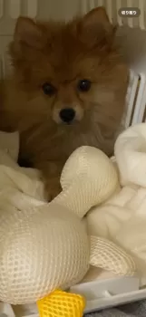 もみ 様のお迎えした子犬