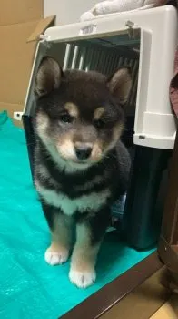 S.K 様のお迎えした子犬