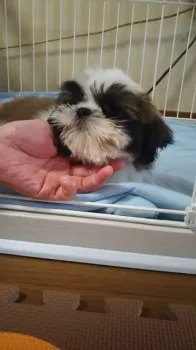 ルル 様のお迎えした子犬