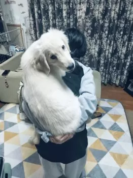 いろママ 様のお迎えした子犬