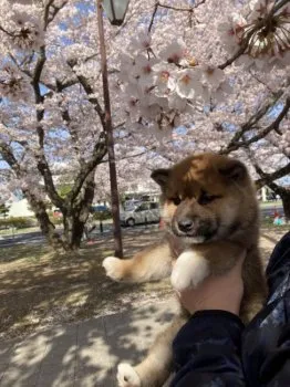 K.I 様のお迎えした子犬