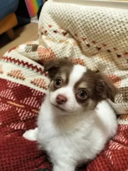 吉村 様のお迎えした子犬