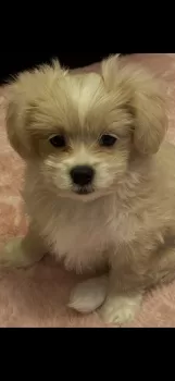 Y.H 様のお迎えした子犬