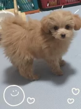 ララ 様のお迎えした子犬