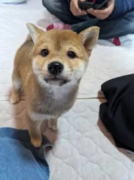 ちい 様のお迎えした子犬