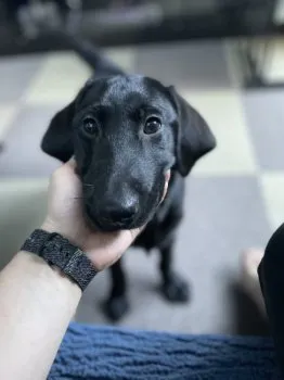 Itoken 様のお迎えした子犬