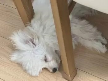 M.O 様のお迎えした子犬