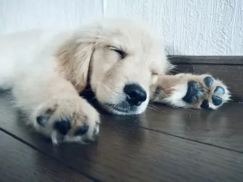 ノンタン 様のお迎えした子犬