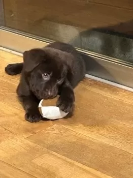 るっち 様のお迎えした子犬