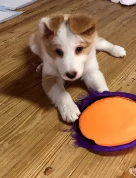 るうく 様のお迎えした子犬