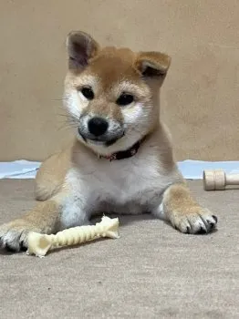 はなのパパ 様のお迎えした子犬