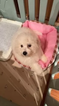 Y.O 様のお迎えした子犬