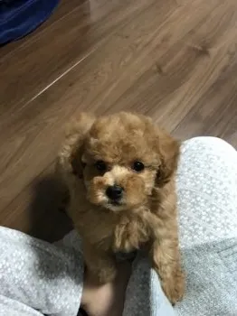 あさちゃん 様のお迎えした子犬