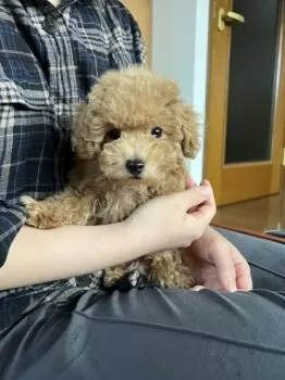 まゆみ 様のお迎えした子犬