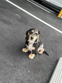 みさき 様のお迎えした子犬