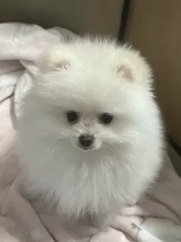 Y.I 様のお迎えした子犬