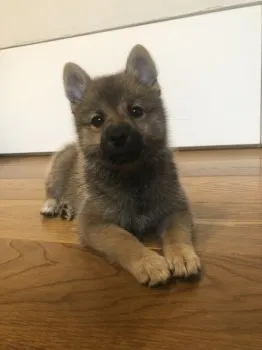 kikyoriko 様のお迎えした子犬