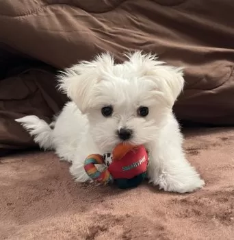 コンちゃん 様のお迎えした子犬