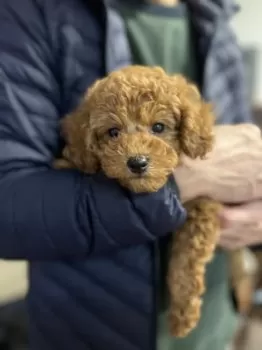 トモ 様のお迎えした子犬