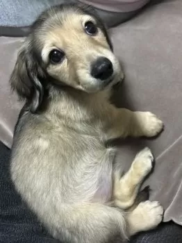 てん 様のお迎えした子犬