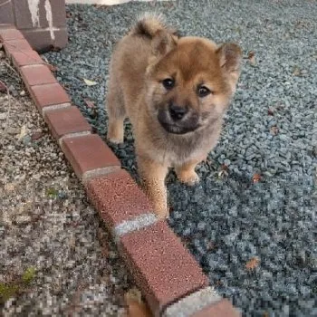 きみた 様のお迎えした子犬