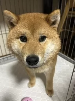 K.Y 様のお迎えした子犬