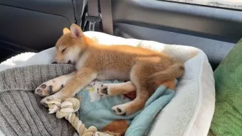 ゴロウ 様のお迎えした子犬