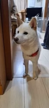 M.N 様のお迎えした子犬