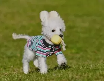 S.H 様のお迎えした子犬