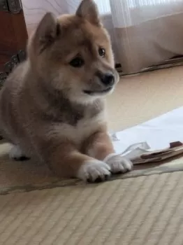 マサ 様のお迎えした子犬