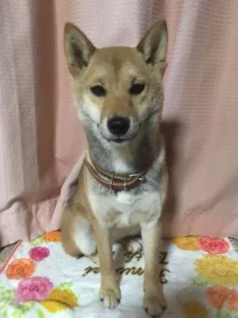 フクのじーちゃん 様のお迎えした子犬