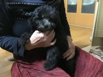 K T 様のお迎えした子犬