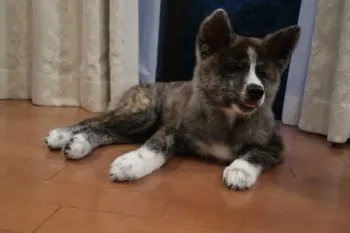 こむぎ 様のお迎えした子犬