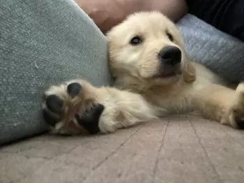 いしごん 様のお迎えした子犬