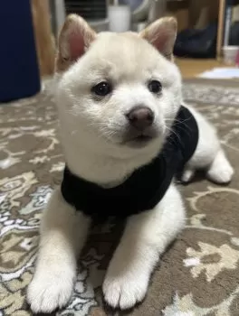 M.K 様のお迎えした子犬