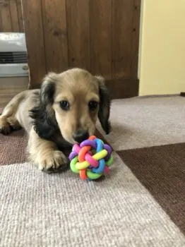 S.F 様のお迎えした子犬