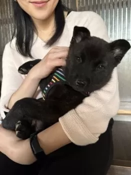 Emi 様のお迎えした子犬