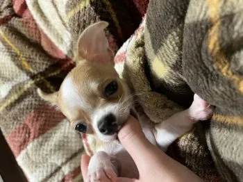 かえで 様のお迎えした子犬