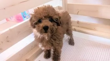 くさっち 様のお迎えした子犬