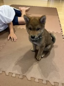 K.T 様のお迎えした子犬