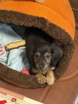 ぴぴちゃん 様のお迎えした子犬