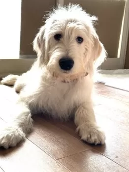 のんちゃんのかあちゃん 様のお迎えした子犬