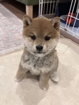 あずきママ 様のお迎えした子犬