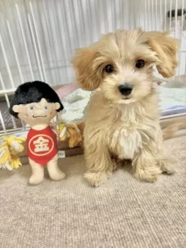 tys 様のお迎えした子犬