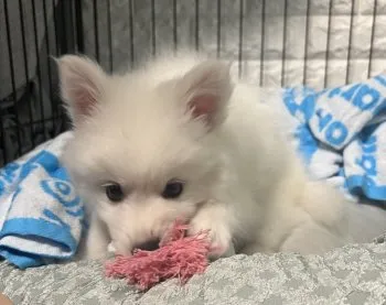 あお 様のお迎えした子犬